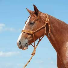 Braided mule tape halter