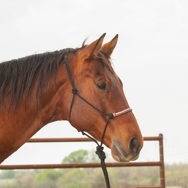Rope Halter W/ Rawhide Noseband