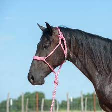 Braided mule tape halter