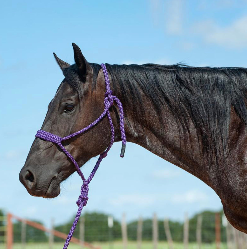 Braided mule tape halter