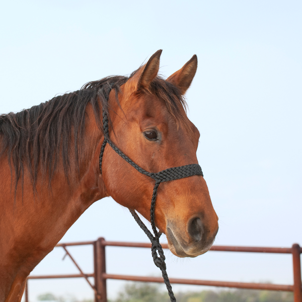 Braided mule tape halter